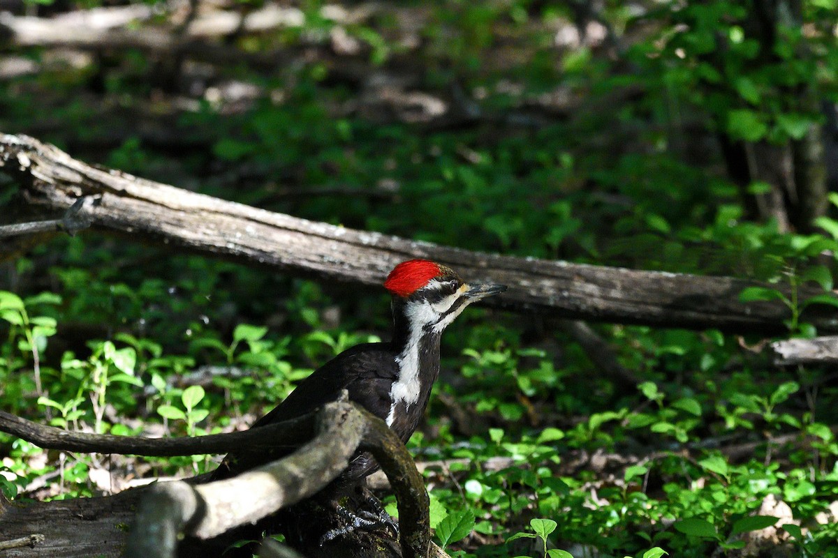 Pileated Woodpecker - ML619862893