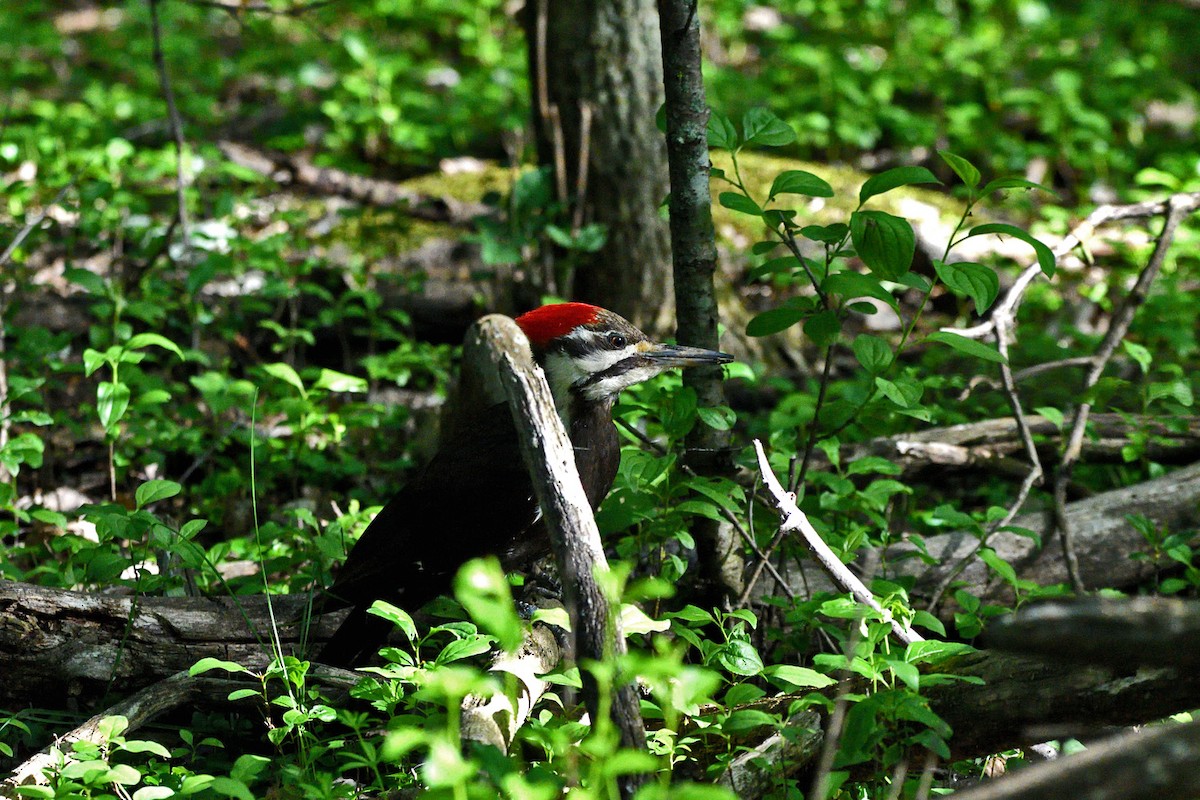 Pileated Woodpecker - ML619862894