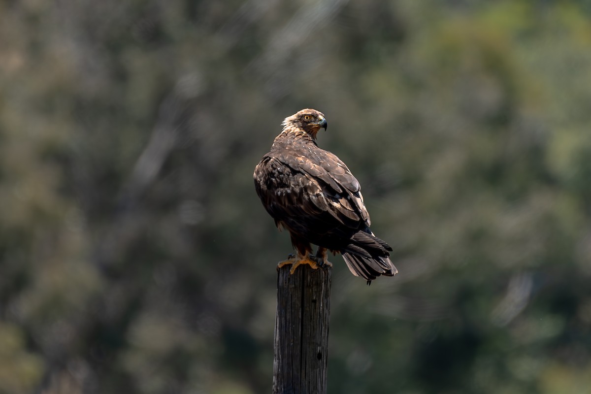 Golden Eagle - ML619862895