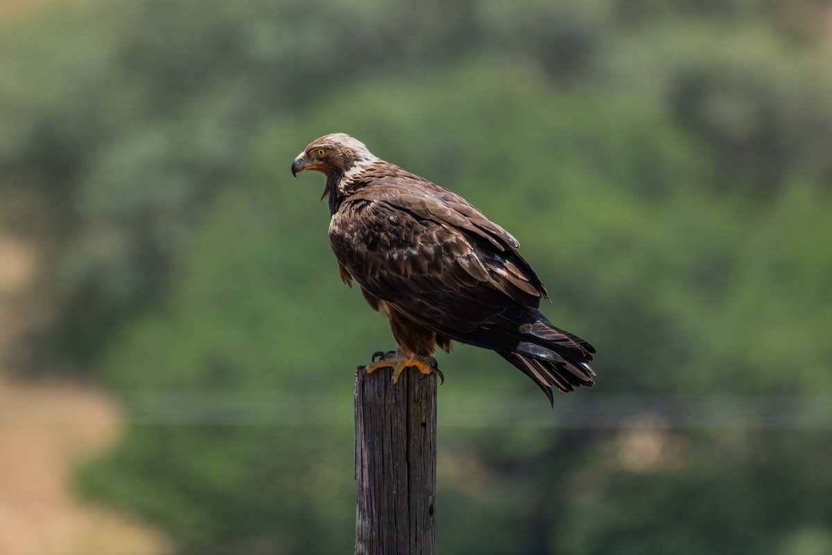 Golden Eagle - ML619862896