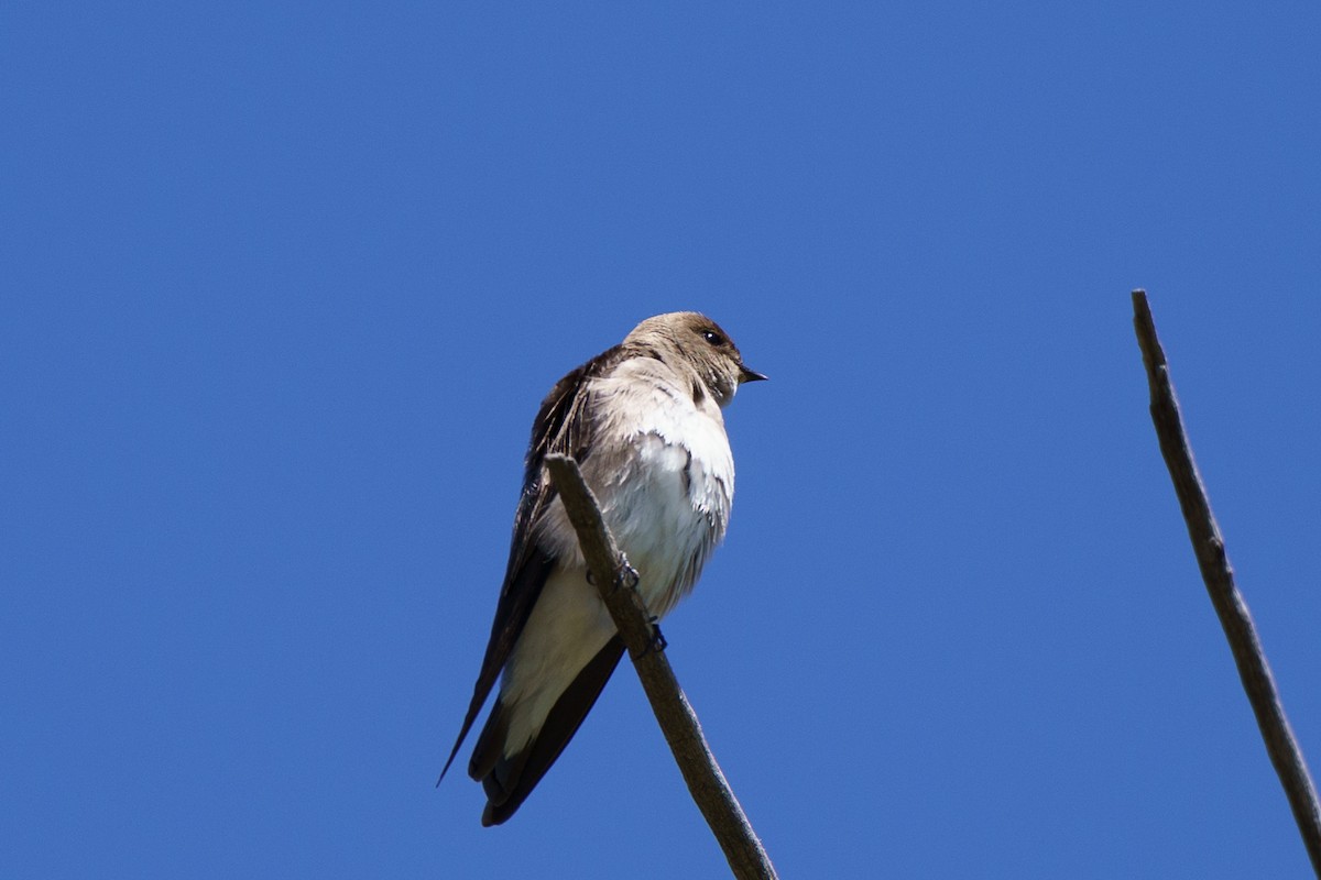 Northern Rough-winged Swallow - ML619862897