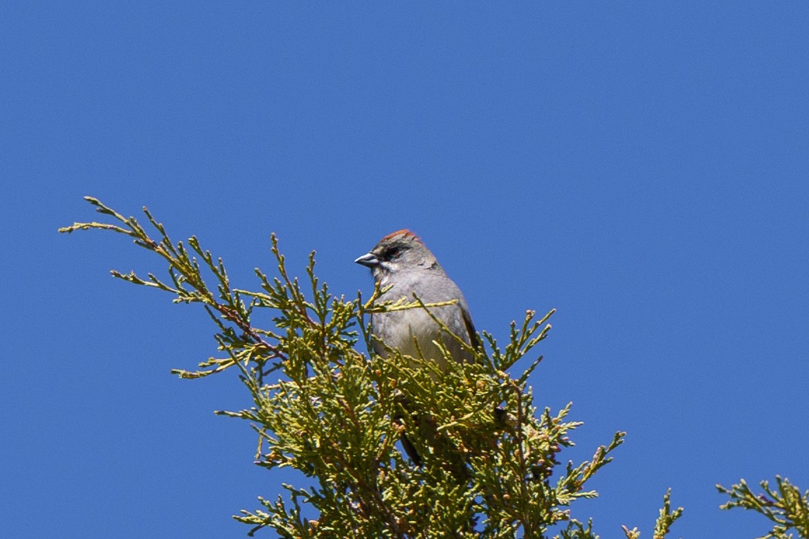 Green-tailed Towhee - ML619862908