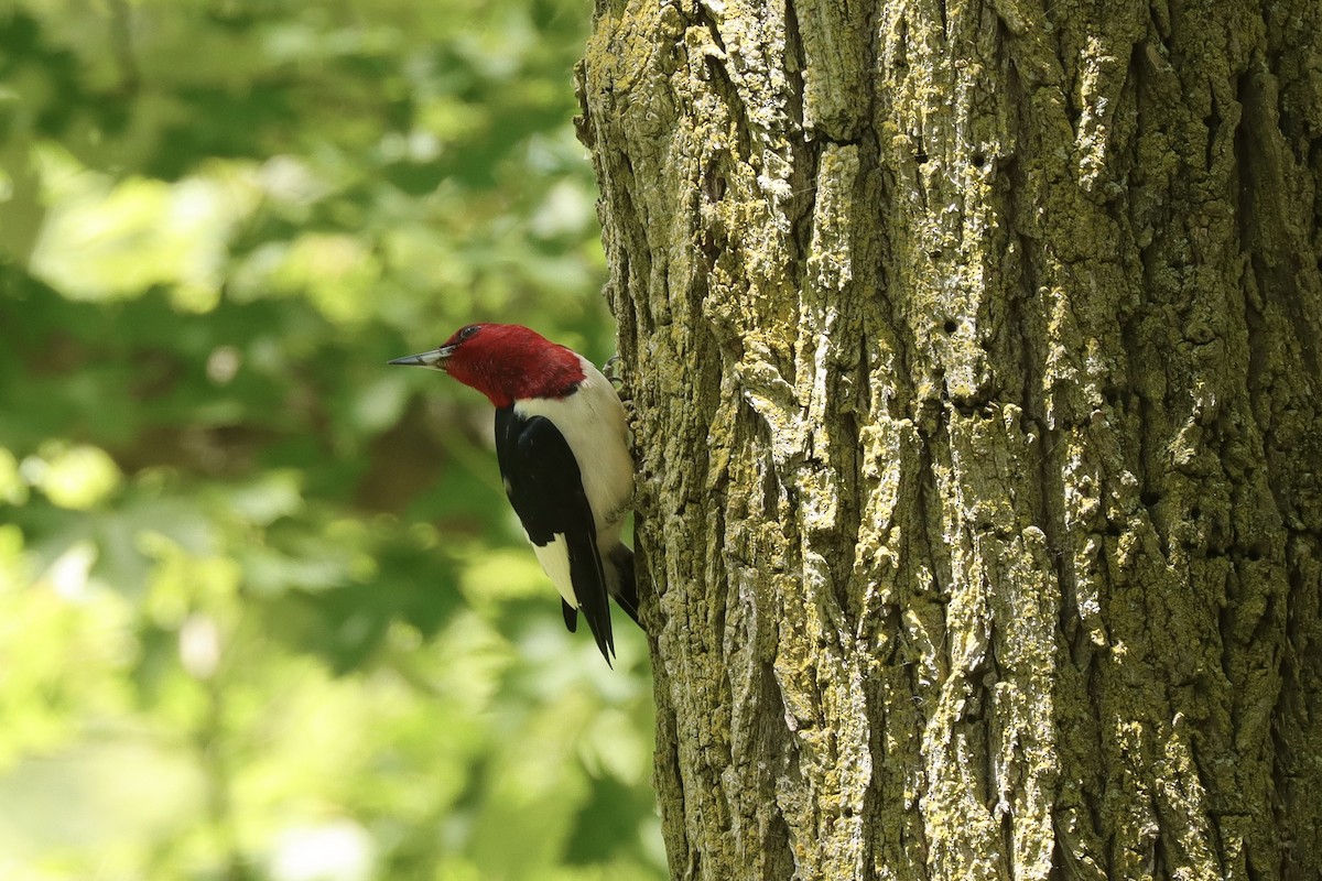 Red-headed Woodpecker - ML619862911