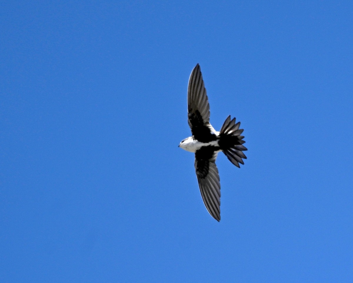 White-throated Swift - ML619862928
