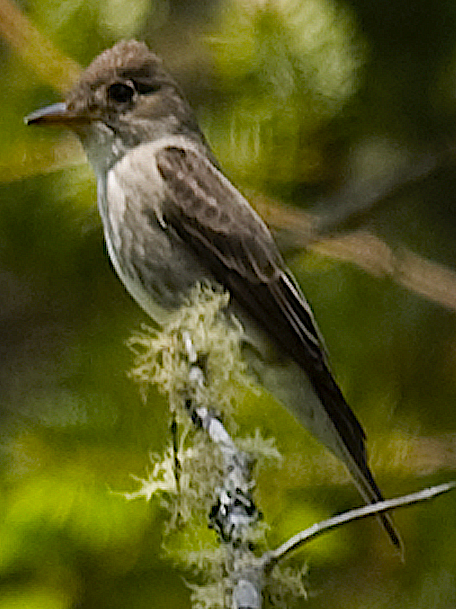 vestpivi - ML619862932