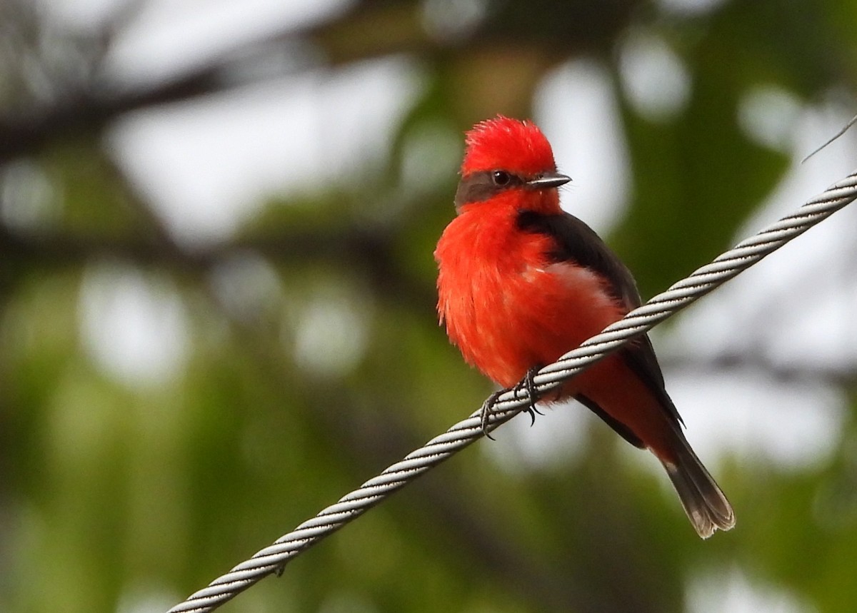 Vermilion Flycatcher (obscurus Group) - ML619862936