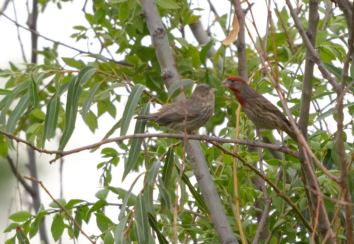 House Finch - ML619862940