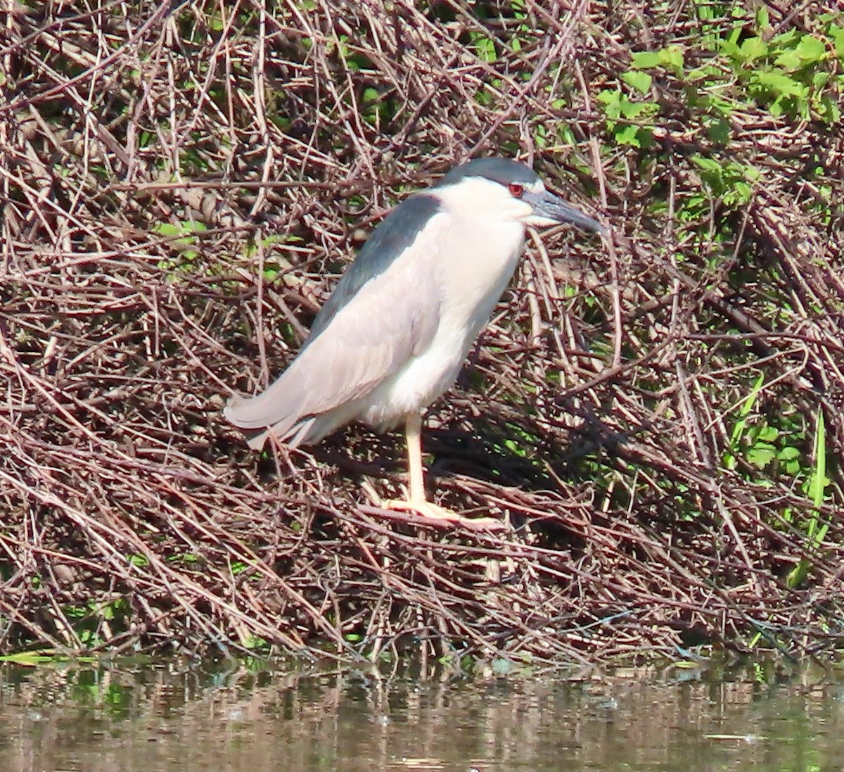 Black-crowned Night Heron - ML619862952