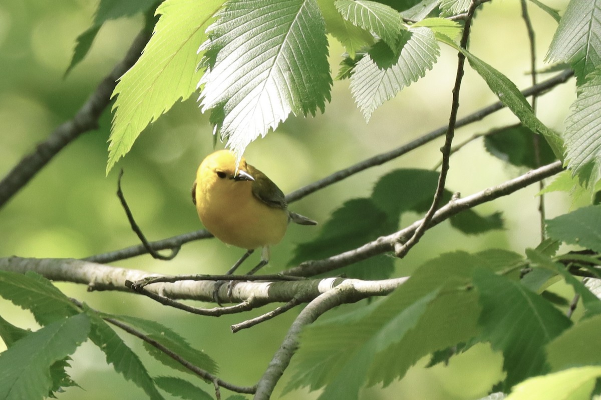 Prothonotary Warbler - ML619862976