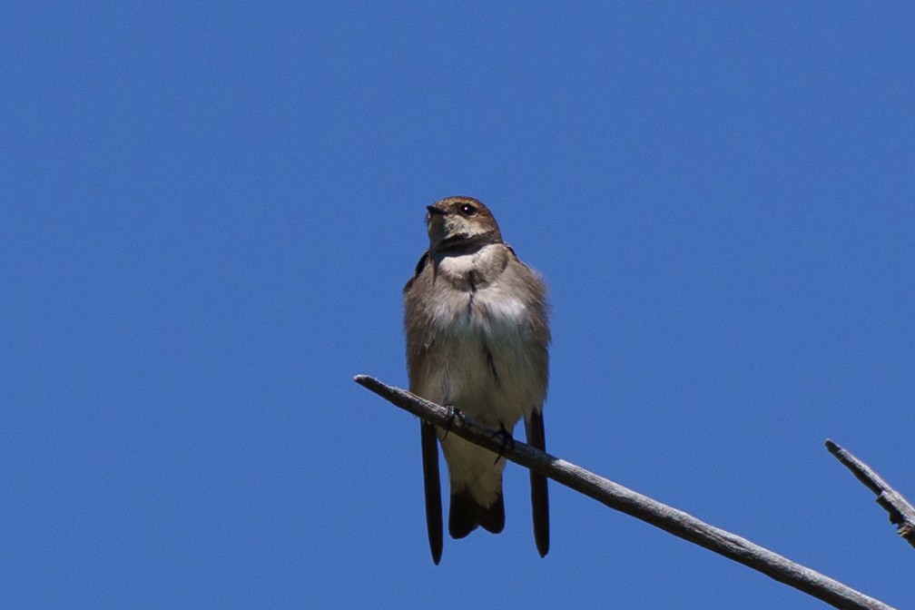 Northern Rough-winged Swallow - ML619862993