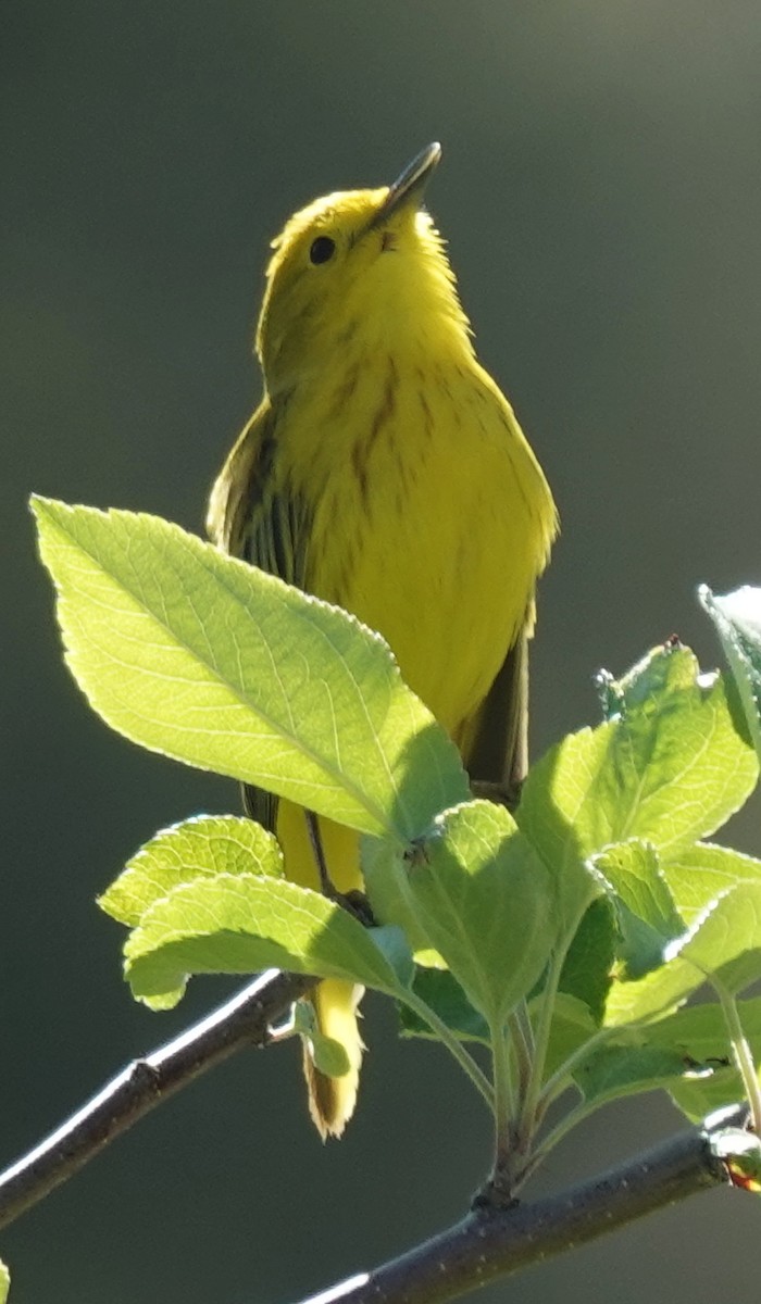 Yellow Warbler - ML619863001