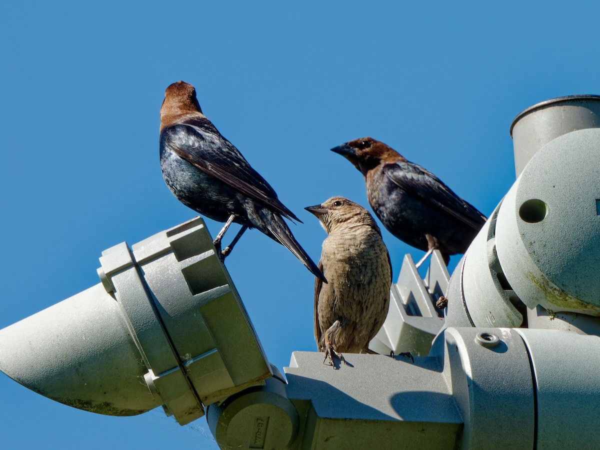 Brown-headed Cowbird - ML619863010