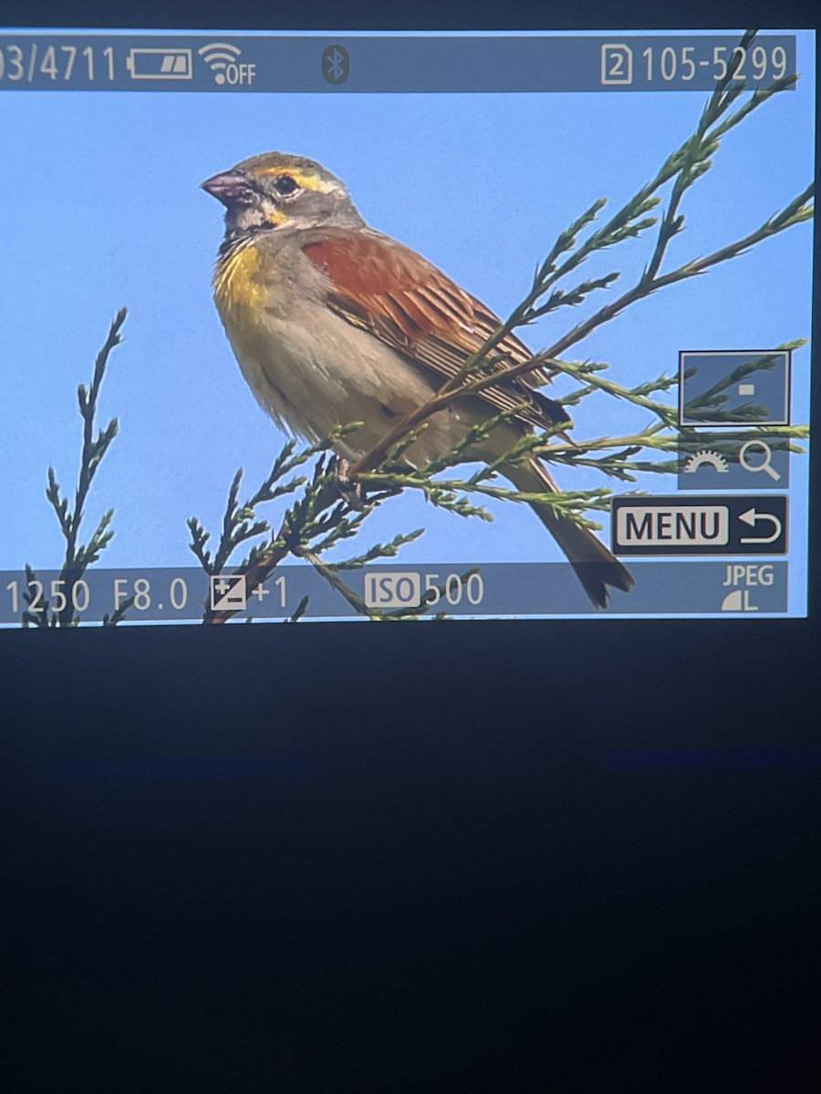 Dickcissel - ML619863013