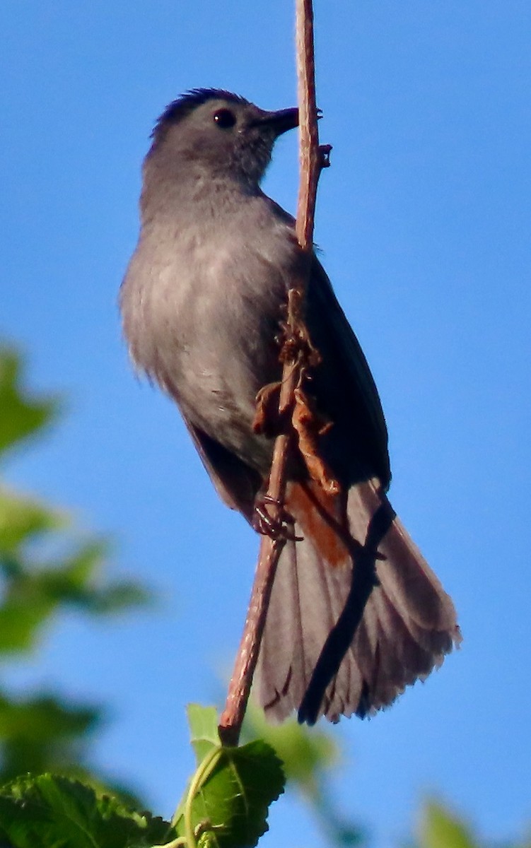 Gray Catbird - ML619863015