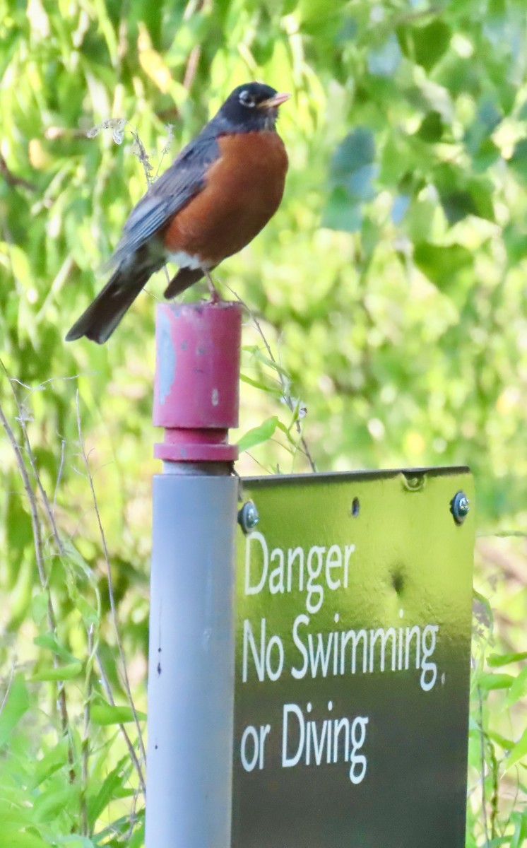 American Robin - ML619863042