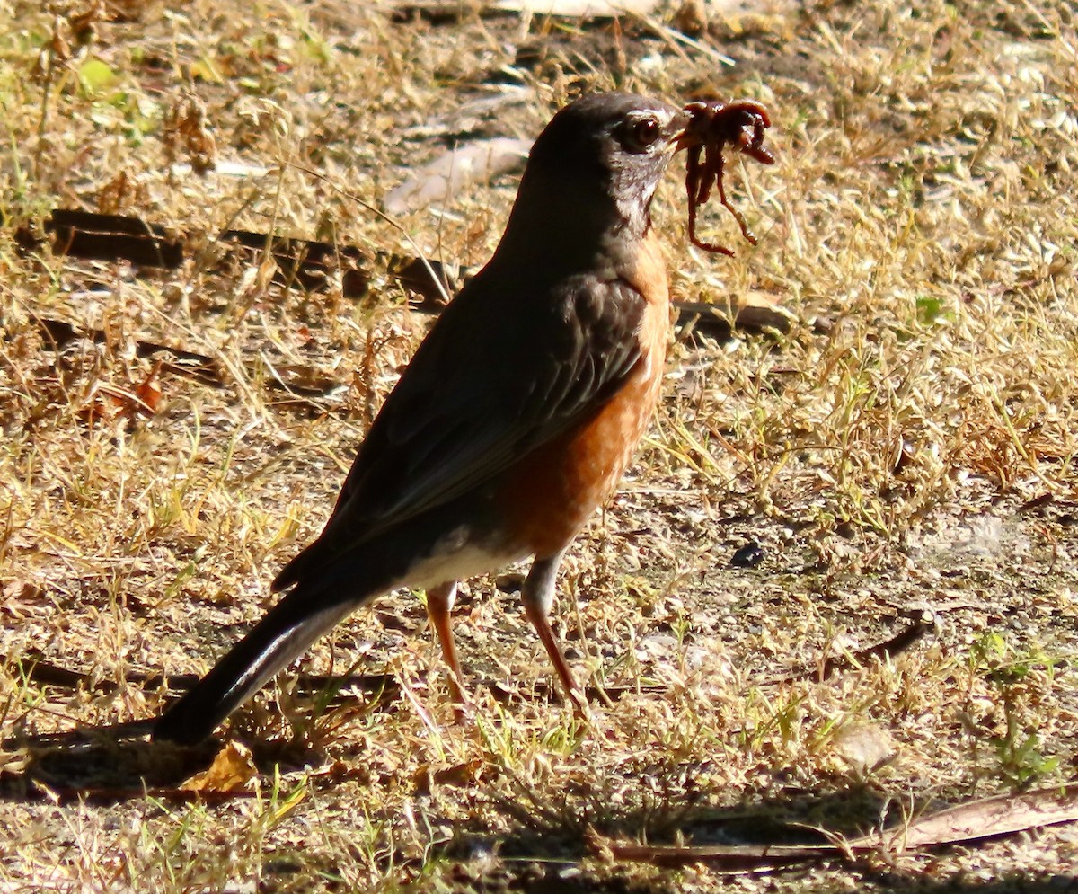 American Robin - ML619863061