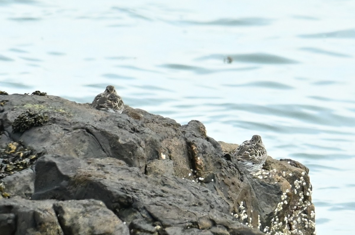 Purple Sandpiper - ML619863062