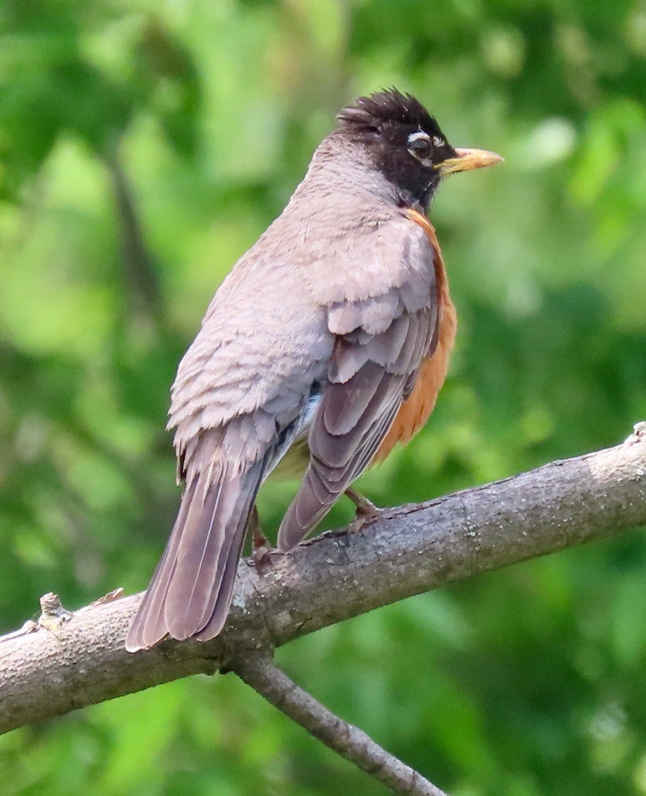 American Robin - ML619863077