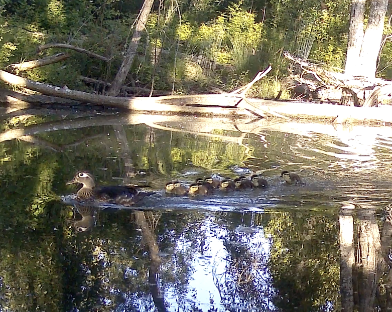 Wood Duck - ML619863080