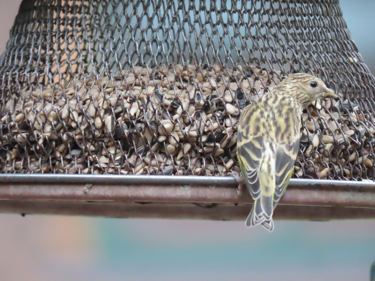 Pine Siskin - ML619863089