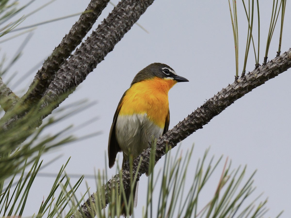 Yellow-breasted Chat - ML619863091