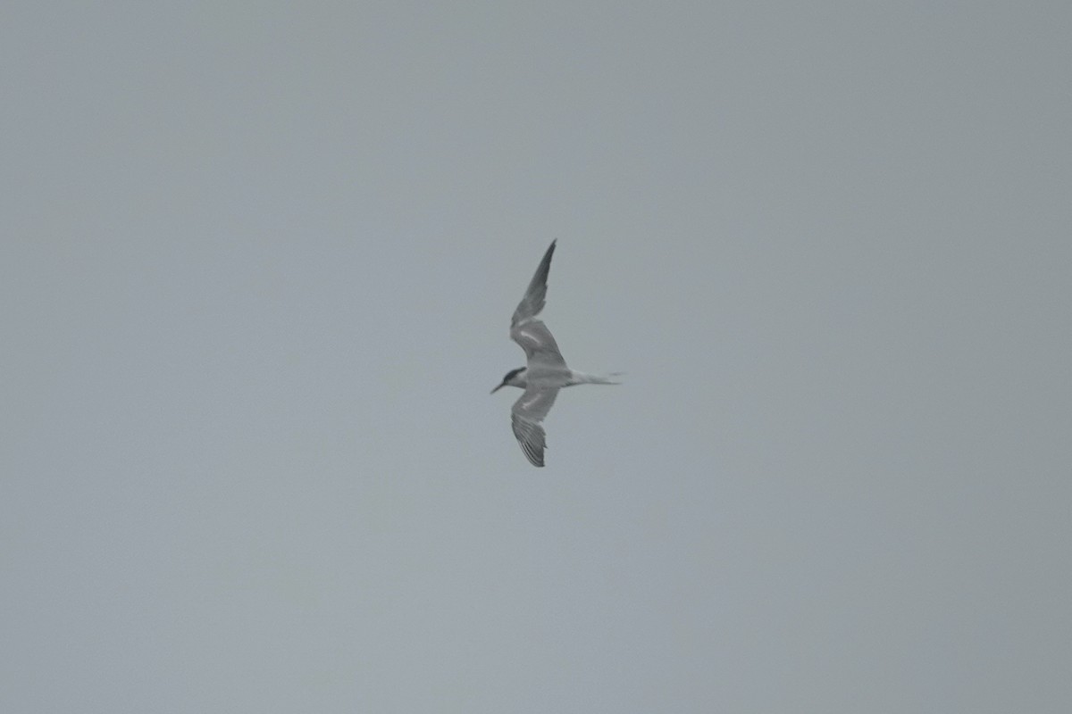 Common Tern - Joe Schiavone