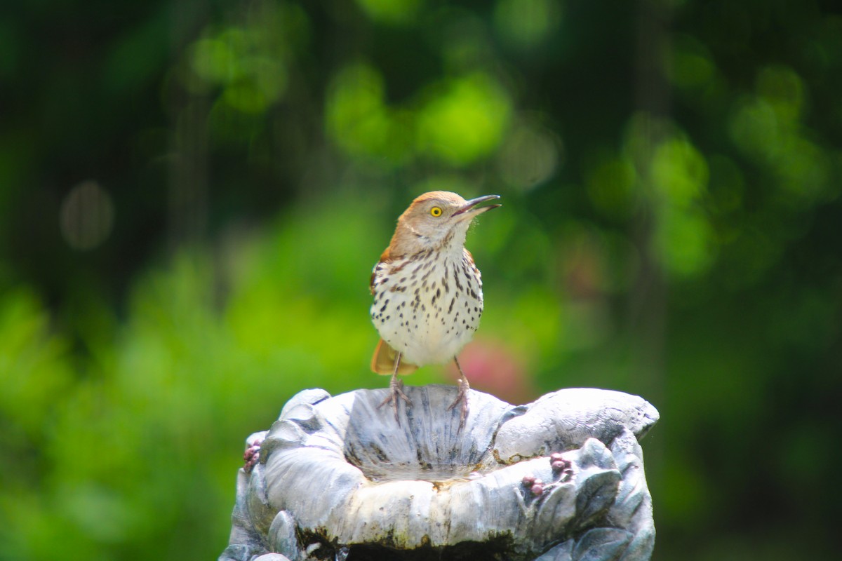 Brown Thrasher - ML619863095