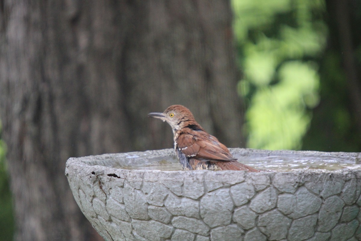 Brown Thrasher - ML619863108