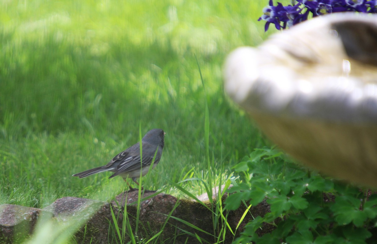 Dark-eyed Junco - ML619863134