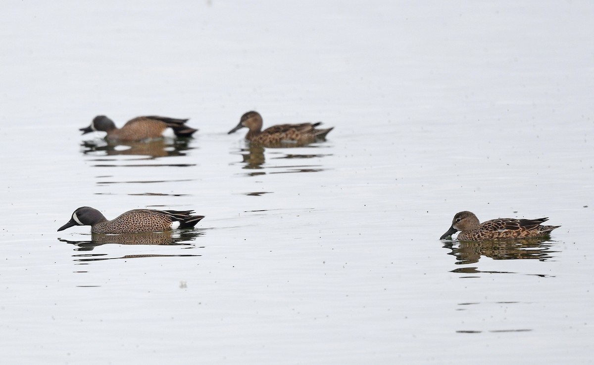 Blue-winged Teal - ML619863137