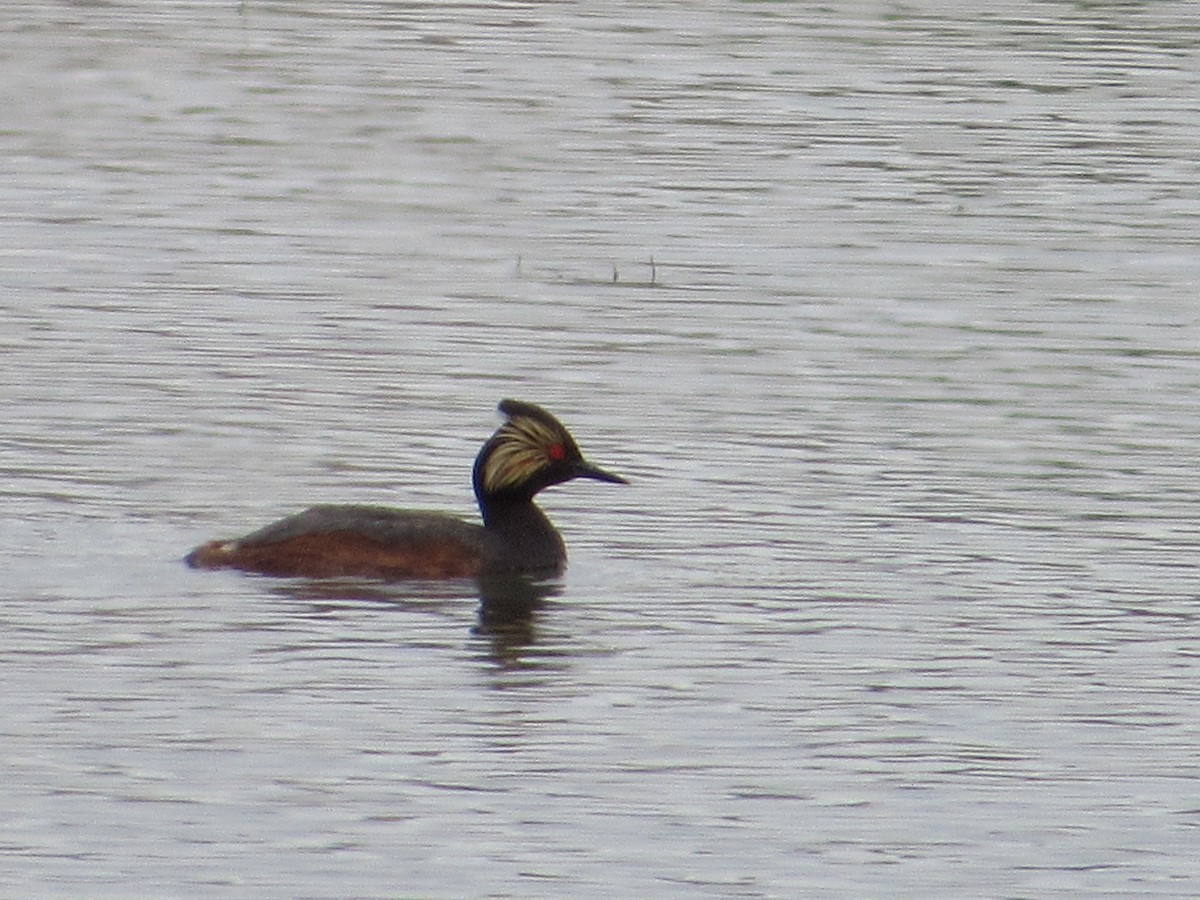 Eared Grebe - ML619863149