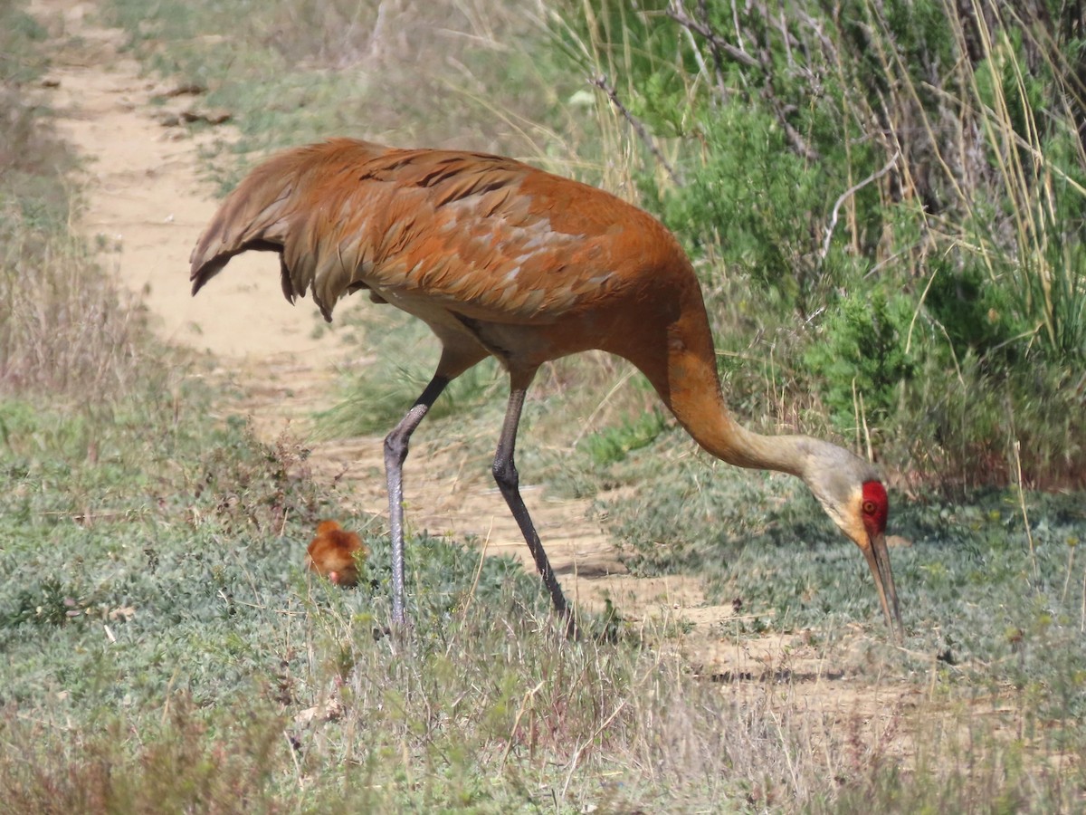 Sandhill Crane - ML619863166