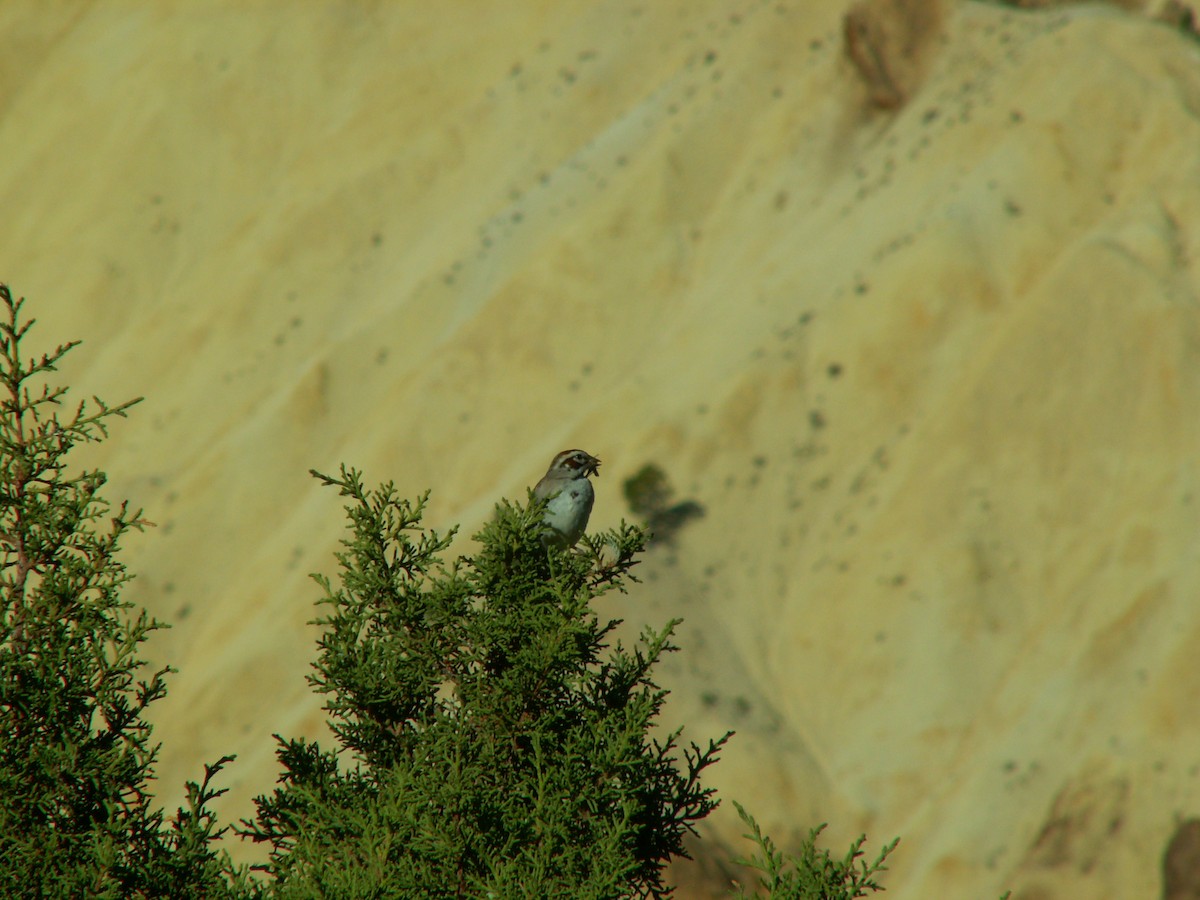 Lark Sparrow - ML619863182