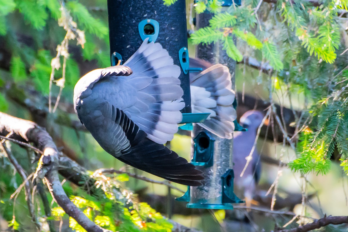 Band-tailed Pigeon - ML619863192