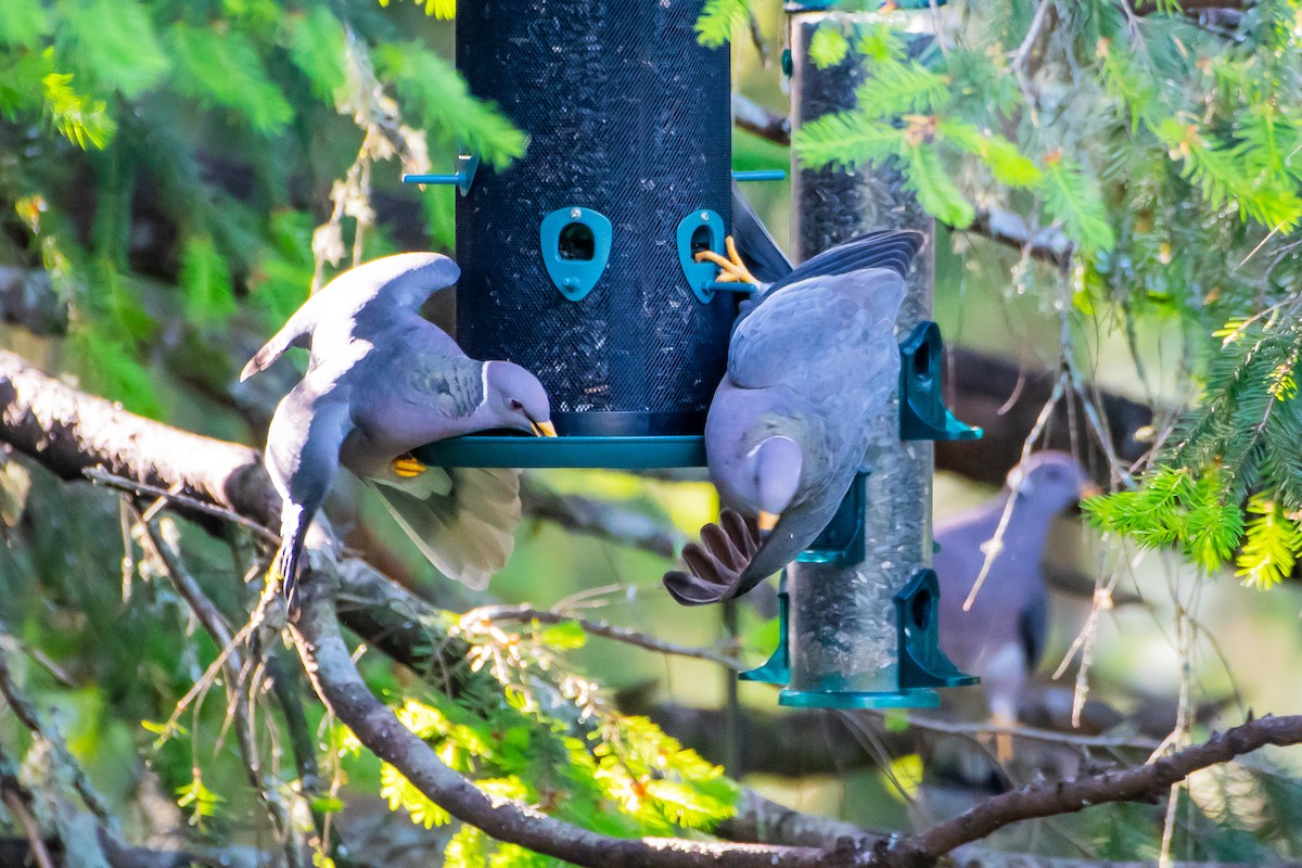 Band-tailed Pigeon - ML619863194