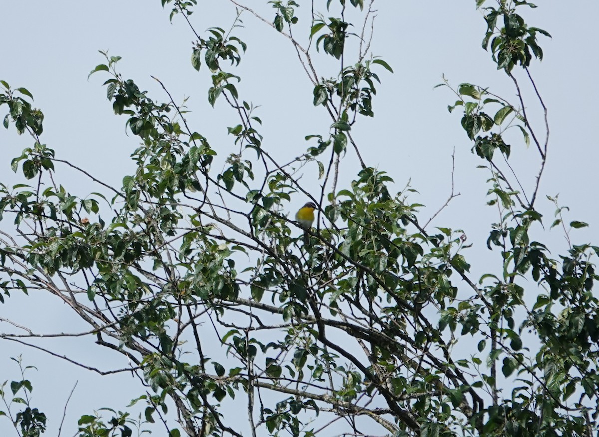 Yellow-breasted Chat - ML619863219