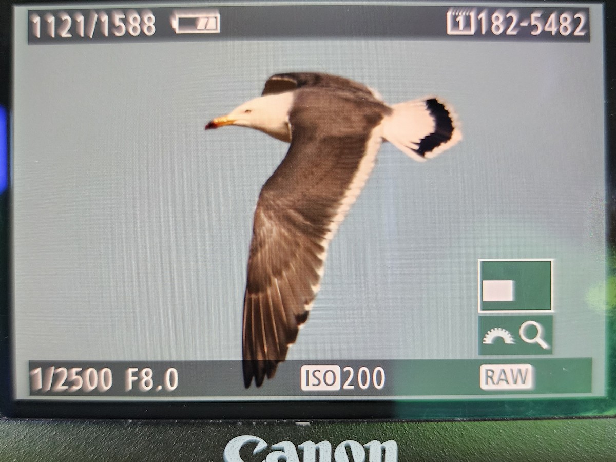 Black-tailed Gull - ML619863225