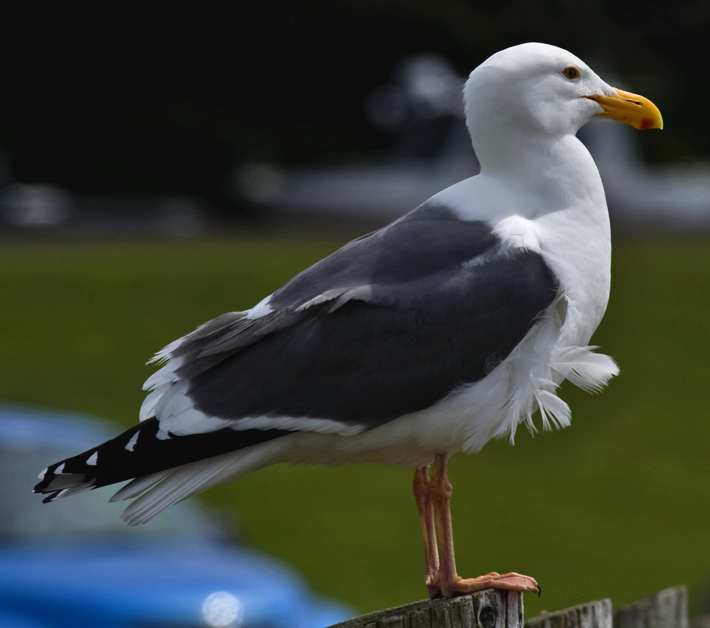 Goéland d'Audubon - ML619863228