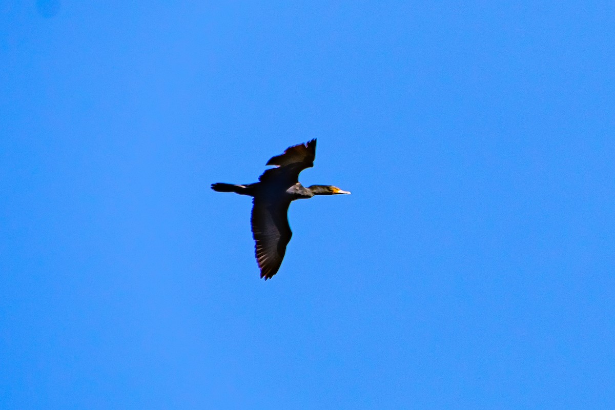 Double-crested Cormorant - ML619863250