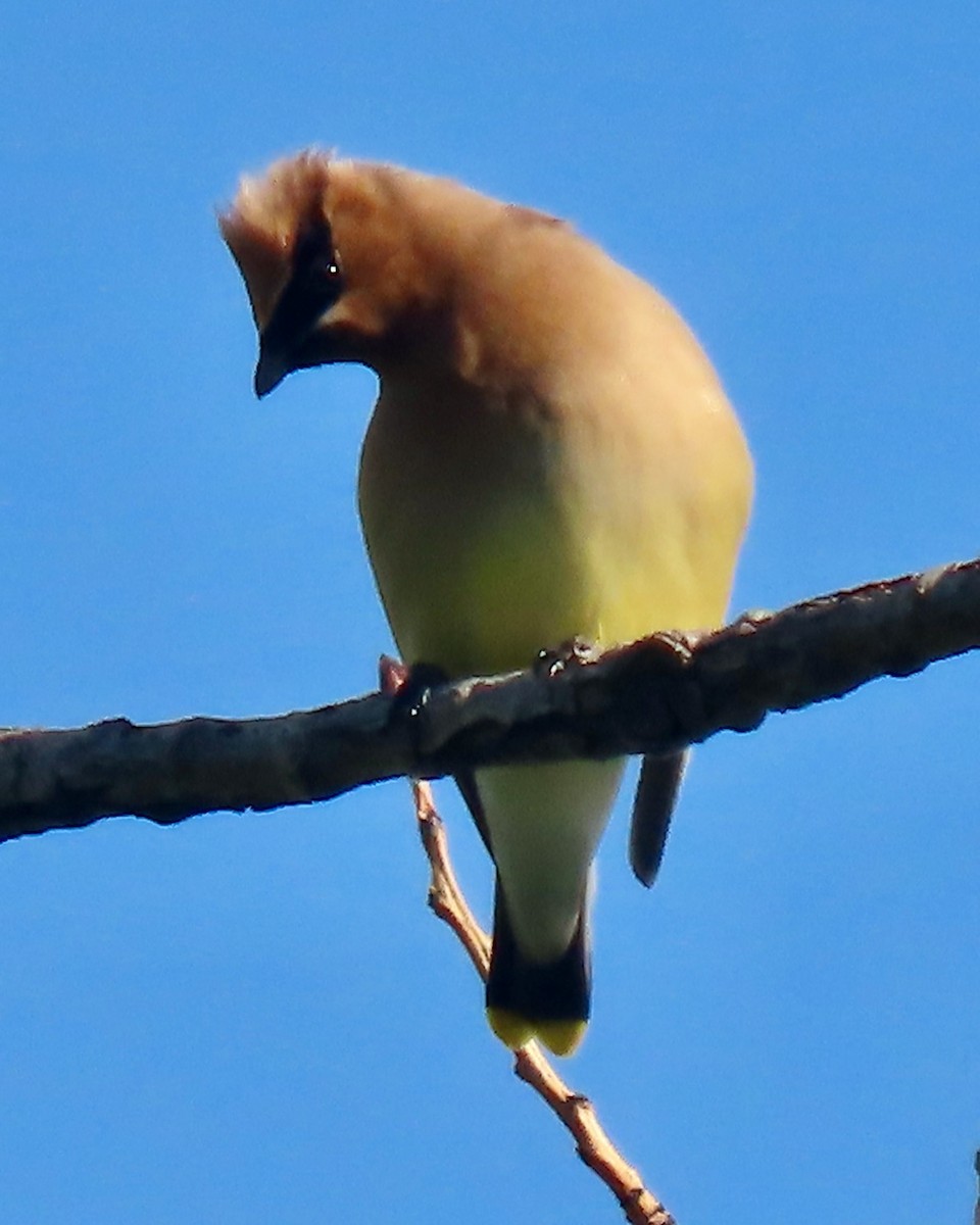 Cedar Waxwing - ML619863253