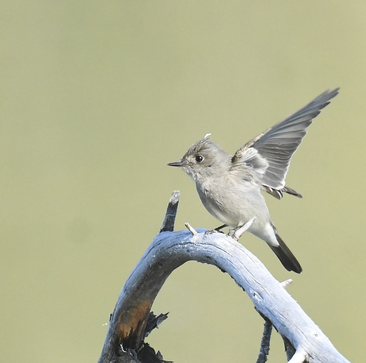 Western Wood-Pewee - ML619863261