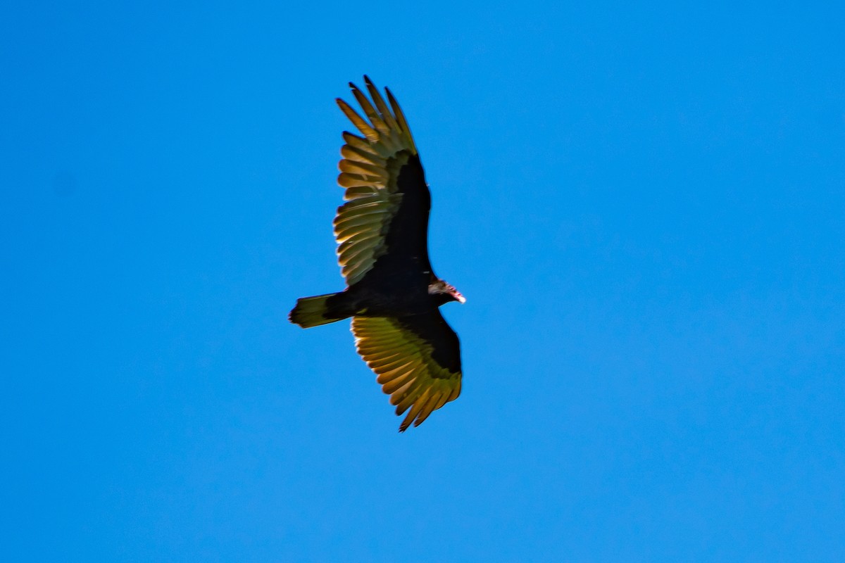 Turkey Vulture - ML619863263