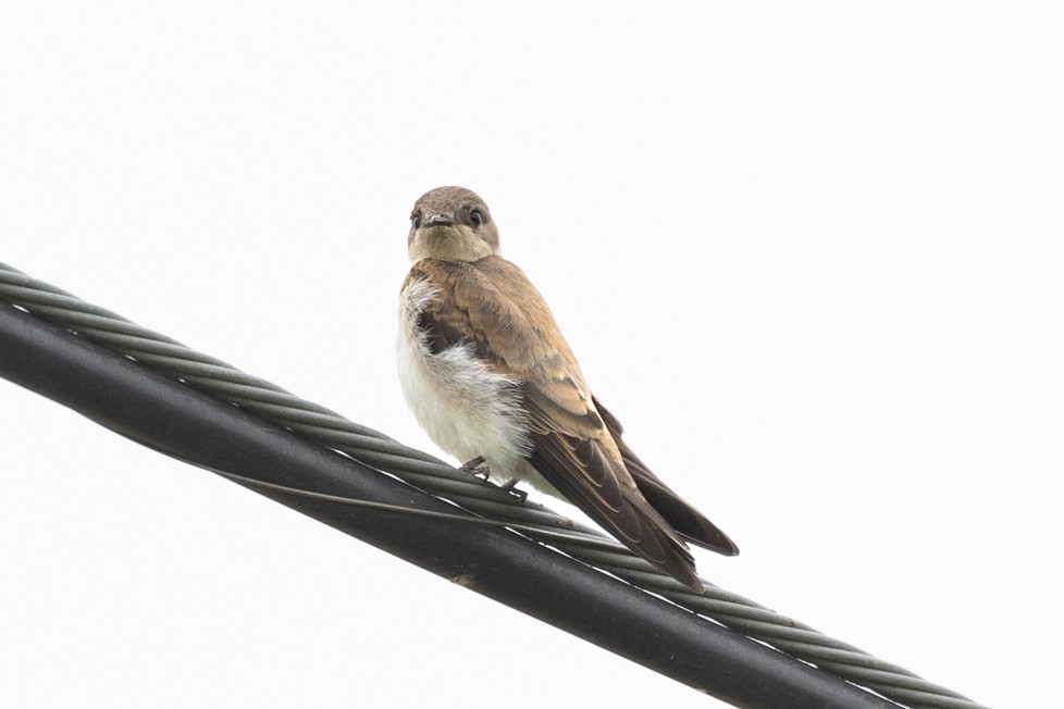 Northern Rough-winged Swallow - ML619863280