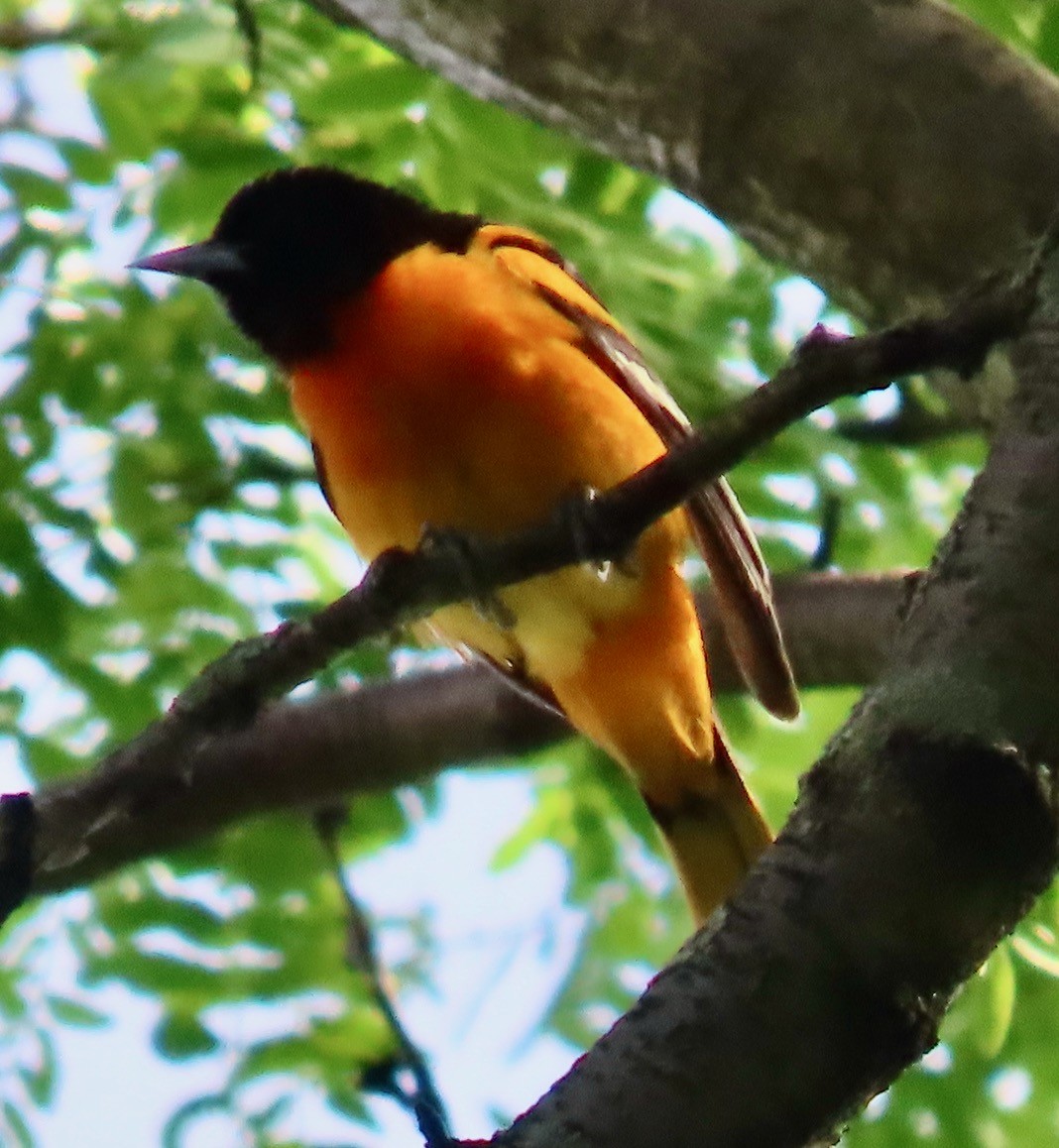 Baltimore Oriole - ML619863281