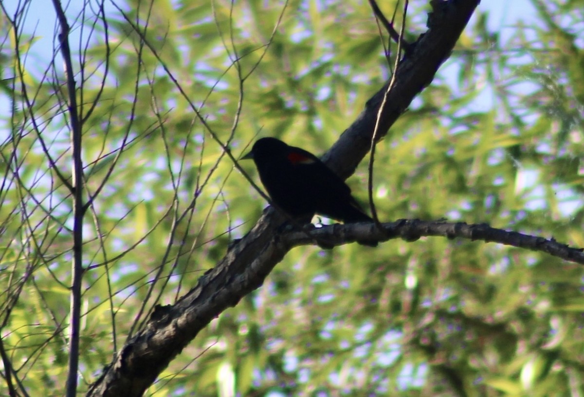 Red-winged Blackbird - ML619863282