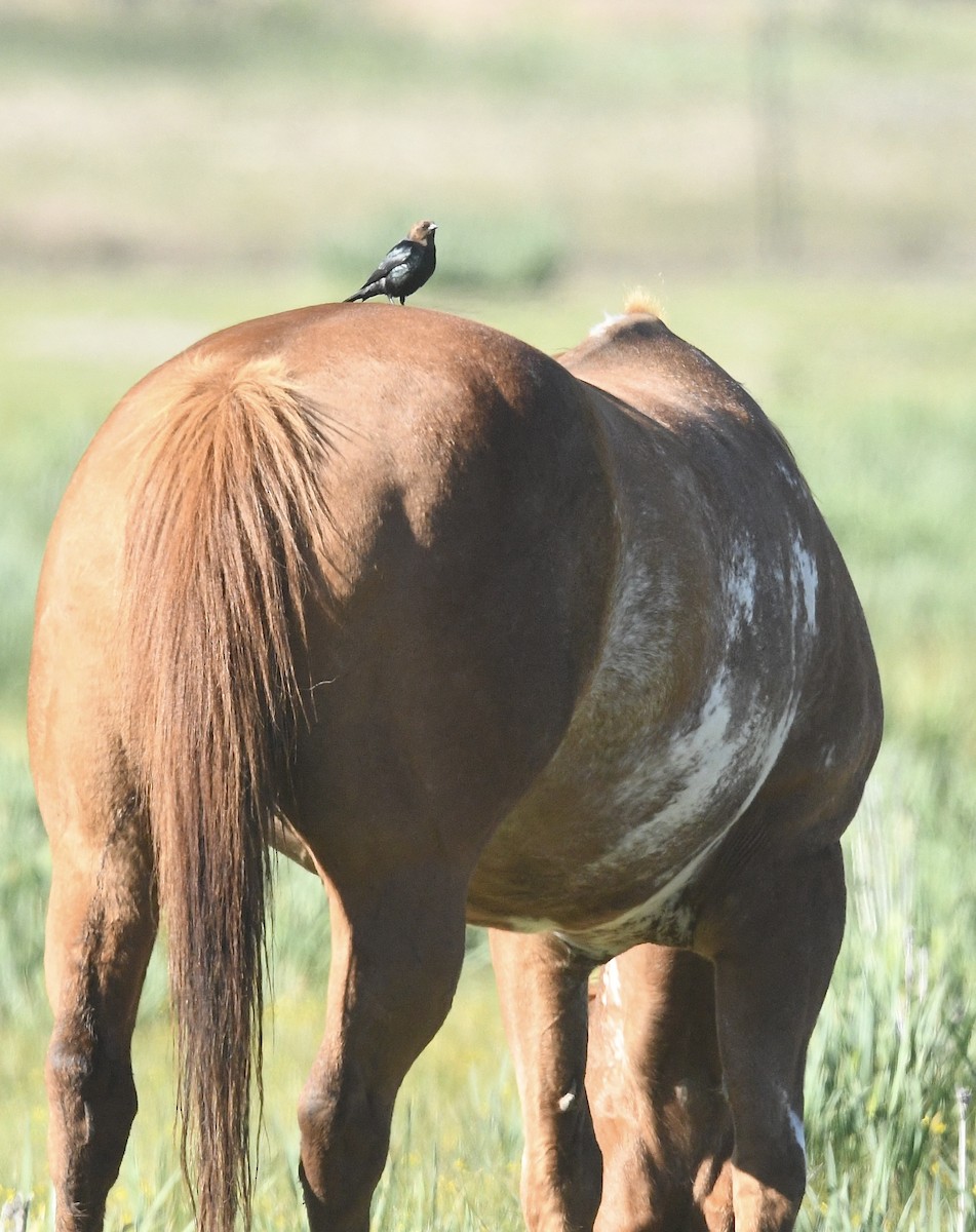 Brown-headed Cowbird - ML619863283