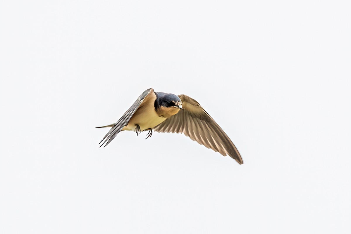 Barn Swallow - ML619863285