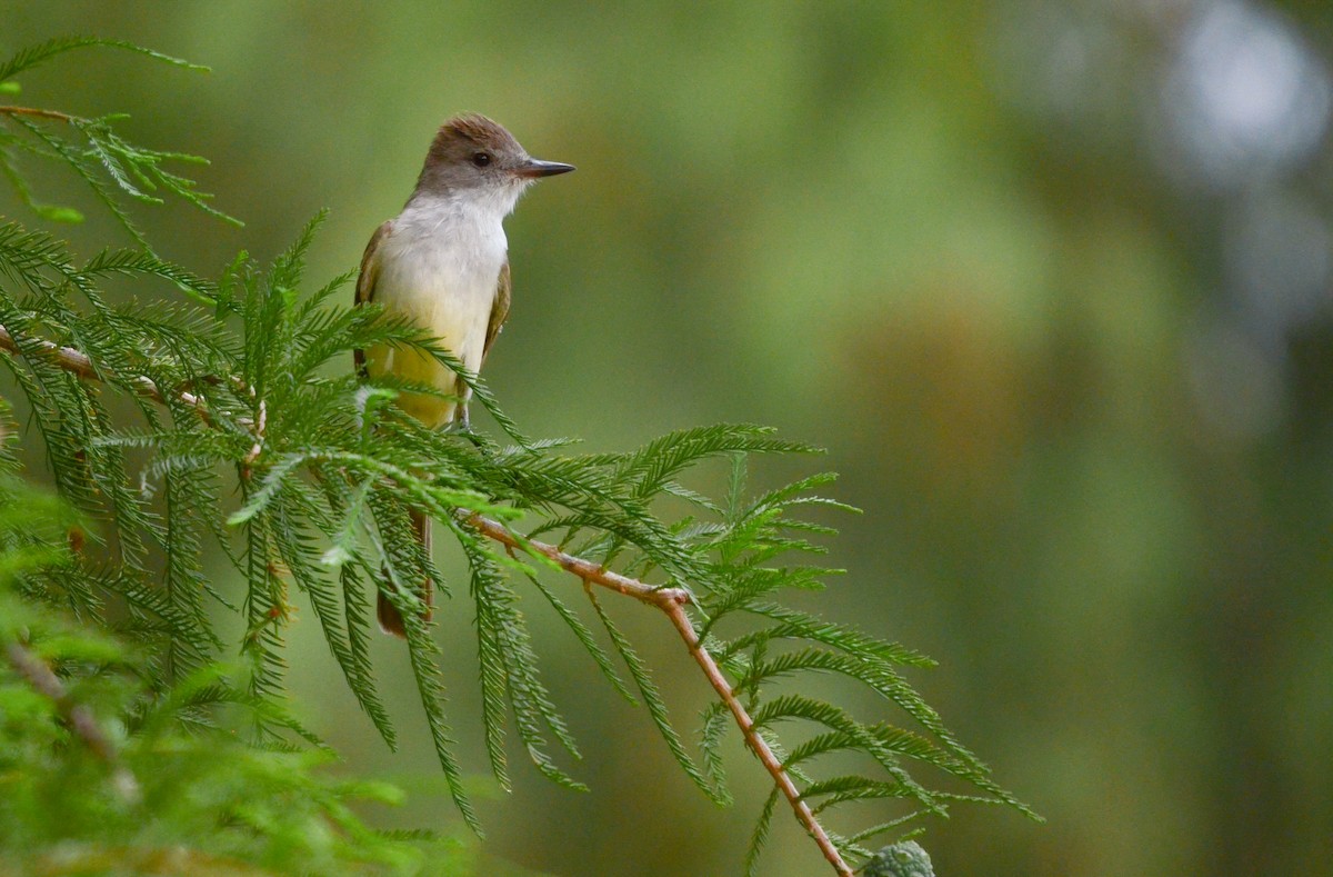 Myiarchus sp. - ML619863287