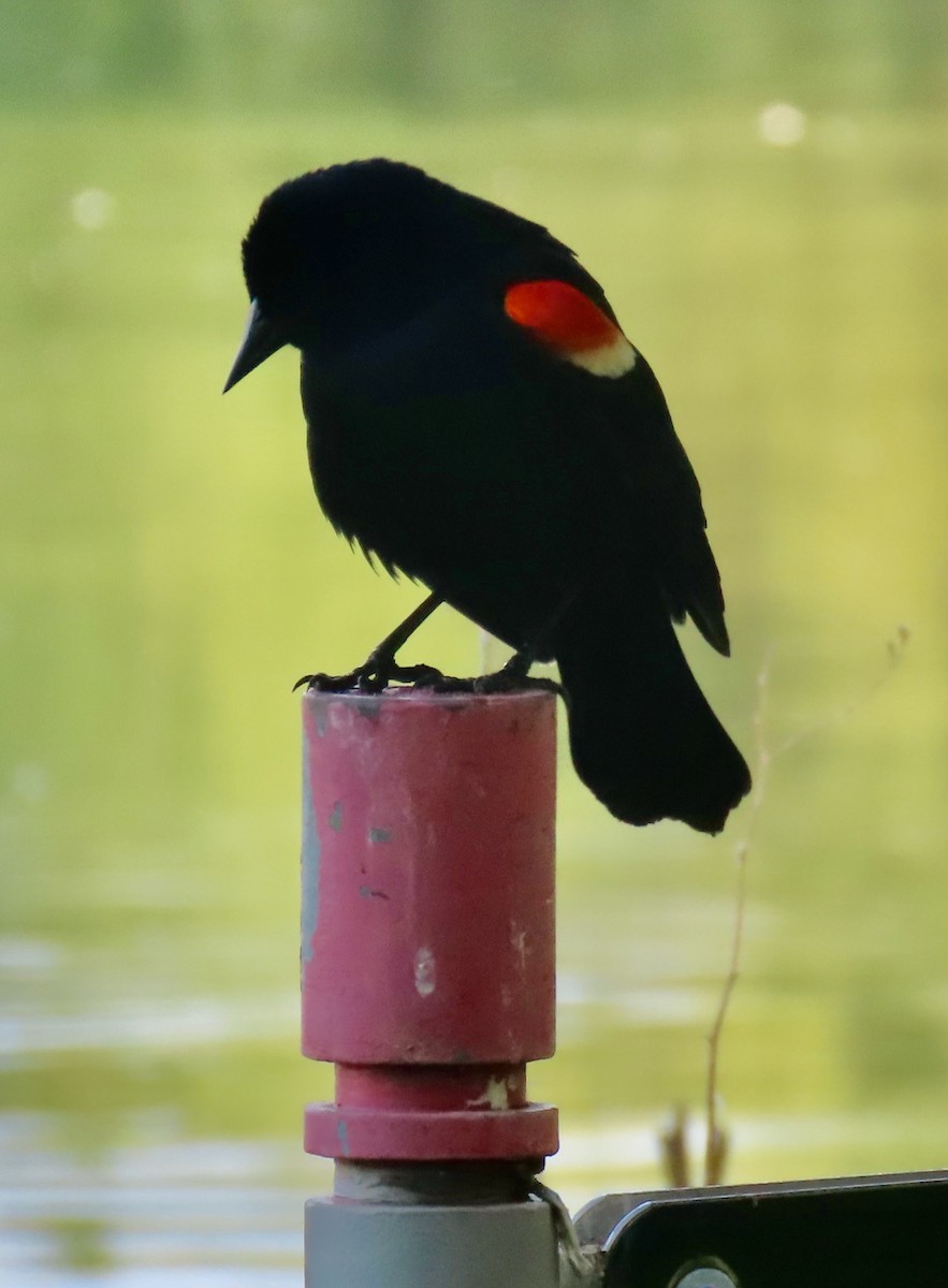 Red-winged Blackbird (Red-winged) - ML619863306