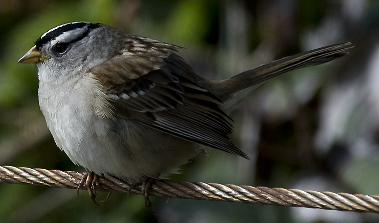 White-crowned Sparrow - ML619863316